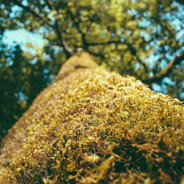 Designer Linen Throw Pillow